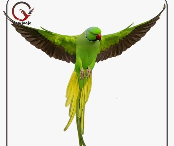 عکس طوطی ملنگو ماده بالغ