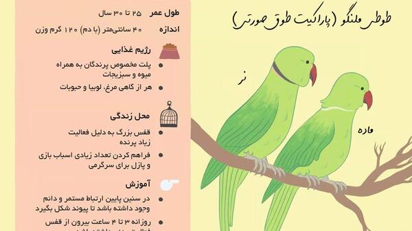عکس طوطی ملنگو ماده بالغ