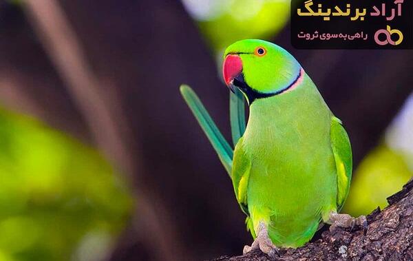 عکس طوطی ملنگو ماده بالغ