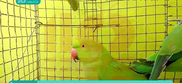 عکس طوطی ملنگو ماده بالغ