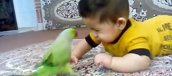 عکس طوطی سخنگو فیلمش