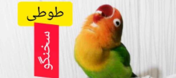 عکس طوطی سخنگو فیلمش