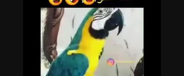عکس طوطی سخنگو فیلمش