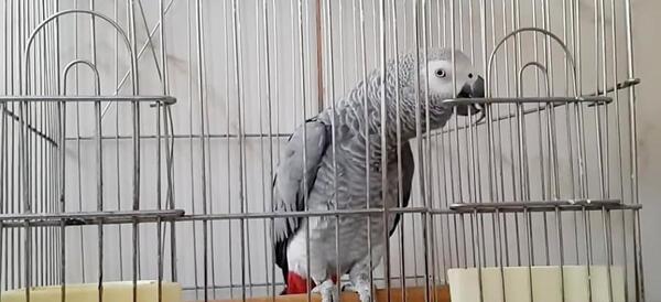 عکس طوطی سخنگو فیلمش