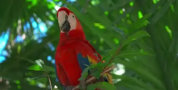 عکس طوطی سخنگو فیلمش