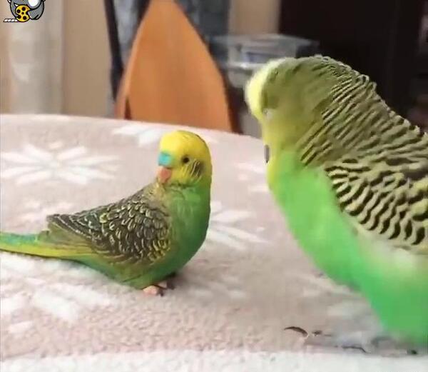 عکس طوطی سخنگو فیلمش