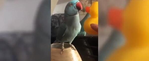 عکس طوطی سخنگو فیلمش