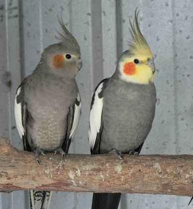 عکس طوطی عروس نر