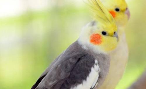 عکس طوطی عروس نر