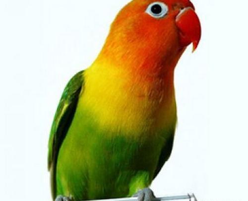عکس طوطی برزیلی سبز