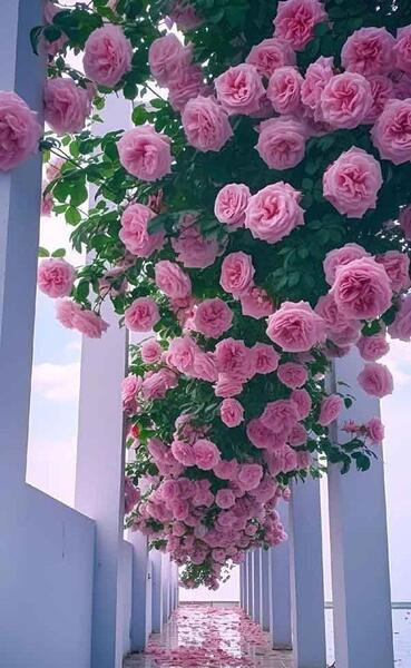 عکسهای بسیار زیبا برای پروفایل واتساپ