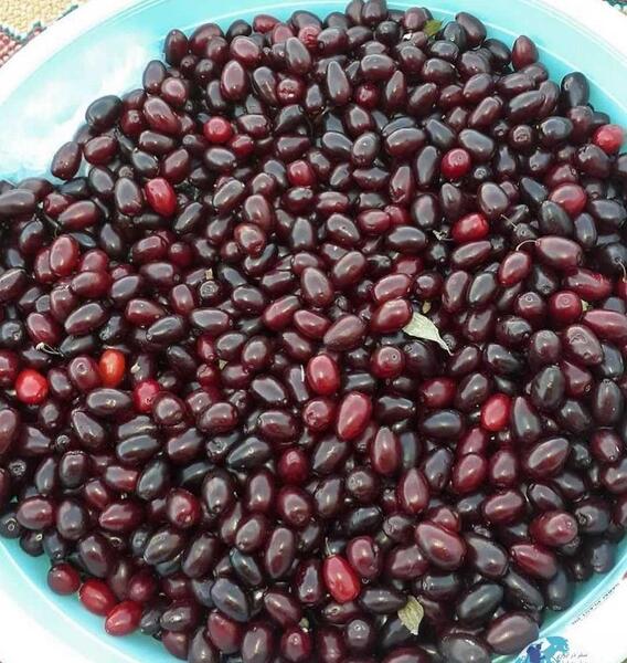 عکس زغال اخته سیاه