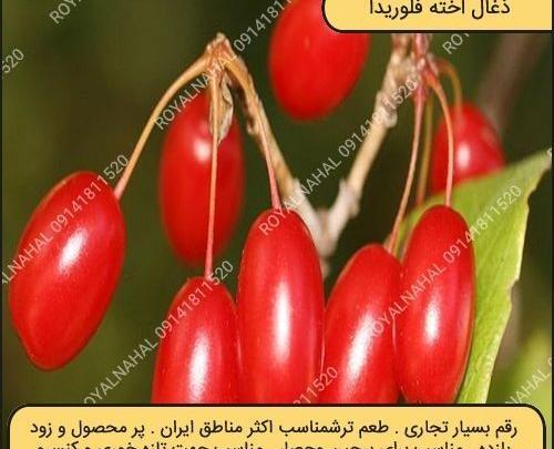 عکس زغال اخته سیاه