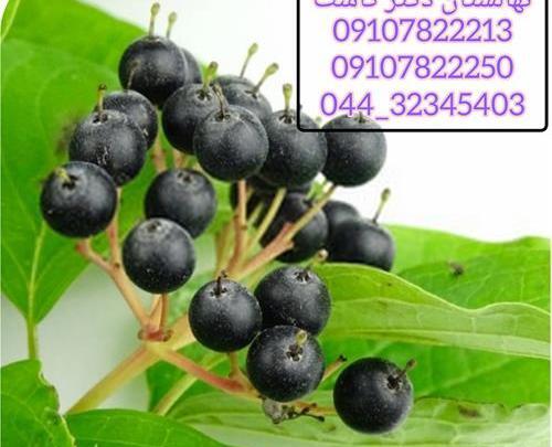 عکس زغال اخته سیاه