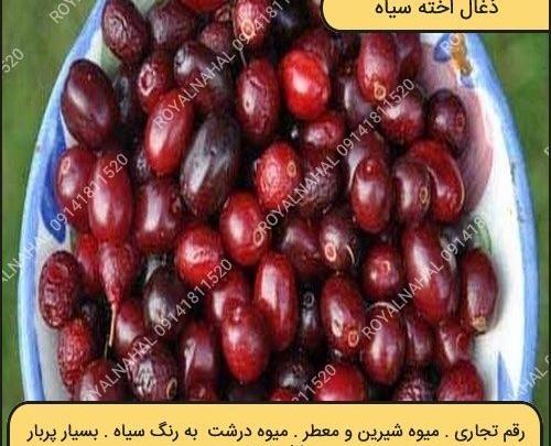 عکس زغال اخته سیاه
