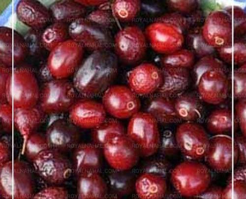عکس زغال اخته سیاه