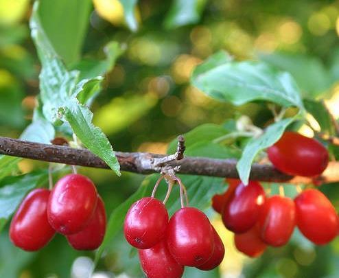 عکس میوه زغال اخته