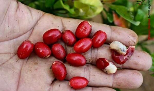 عکس میوه زغال اخته