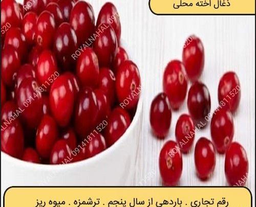 عکس میوه زغال اخته