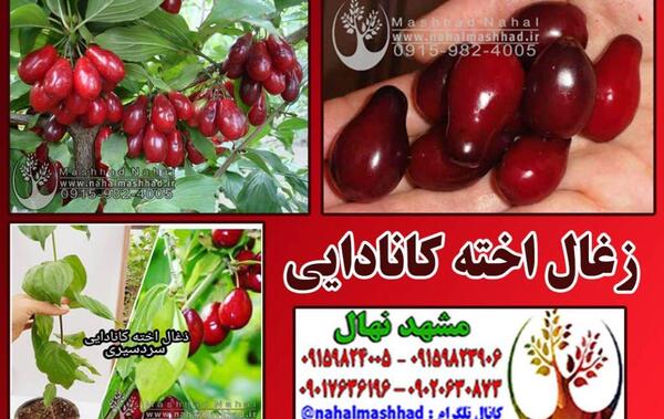 عکس میوه زغال اخته