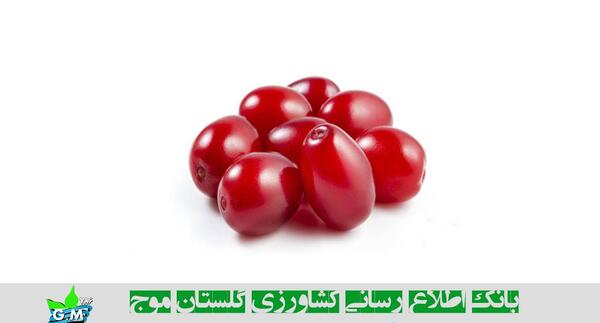 عکس میوه زغال اخته