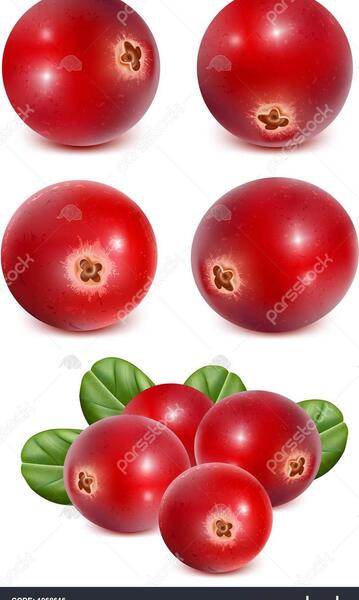عکس میوه زغال اخته