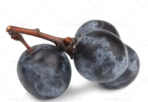 عکس میوه زغال اخته