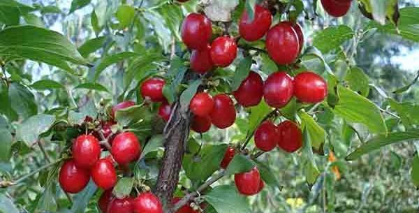 عکس میوه زغال اخته