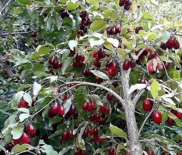 عکسهای درخت زغال اخته