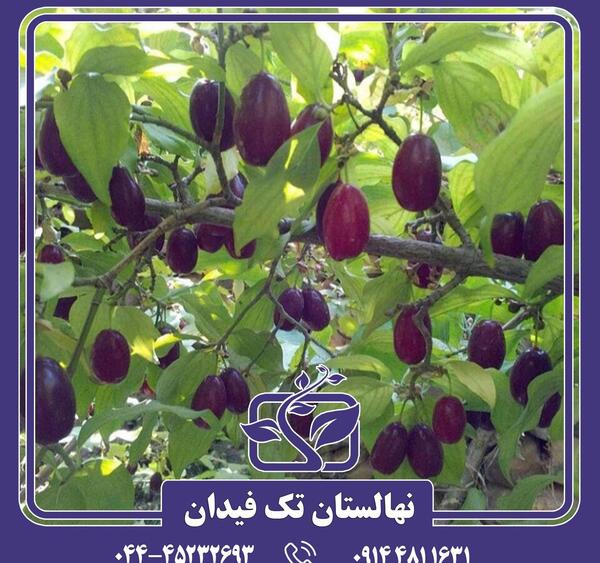 عکسهای درخت زغال اخته