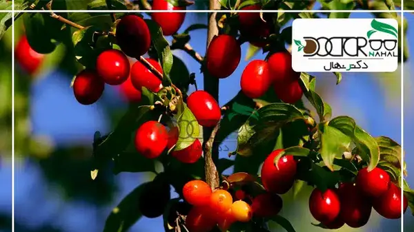 عکسهای درخت زغال اخته