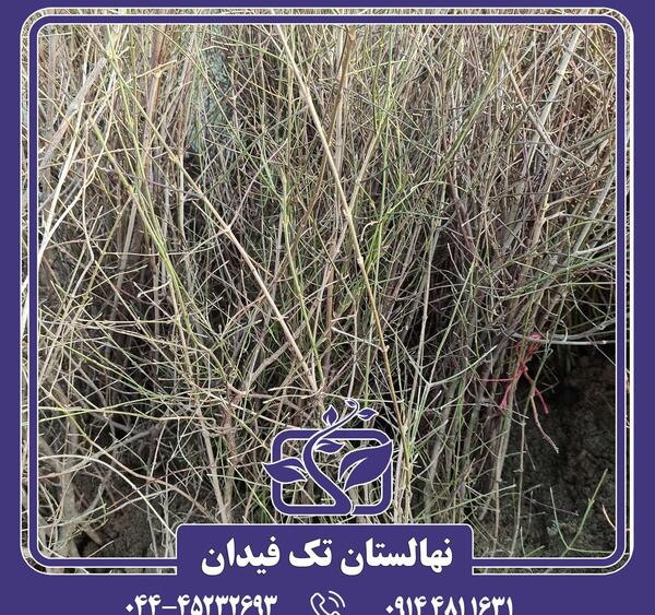 عکسهای درخت زغال اخته