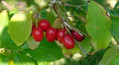 عکسهای درخت زغال اخته