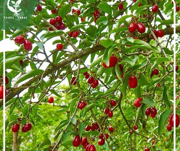 عکسهای درخت زغال اخته
