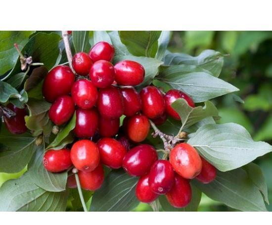 عکسهای درخت زغال اخته
