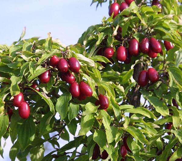 عکسهای درخت زغال اخته
