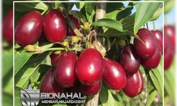 عکسهای درخت زغال اخته