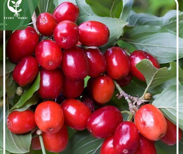 عکسهای درخت زغال اخته