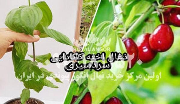 عکسهای درخت زغال اخته