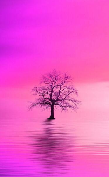 عکس صورتی ساده اکلیلی