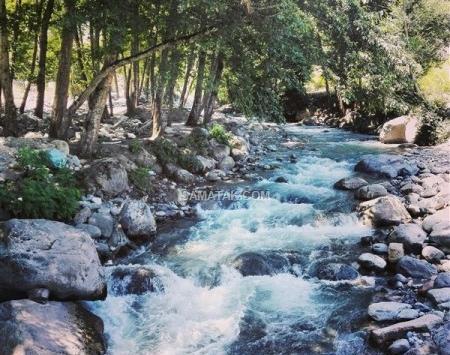 عکس جنگل و طبیعت زیبا