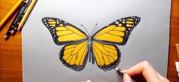 عکس پروانه ساده نقاشی