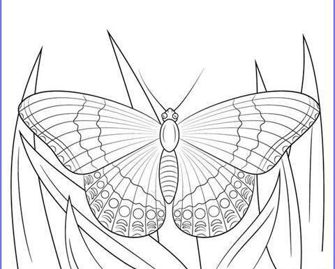عکس پروانه ساده نقاشی