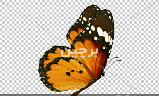 عکس پروانه ساده کودکانه