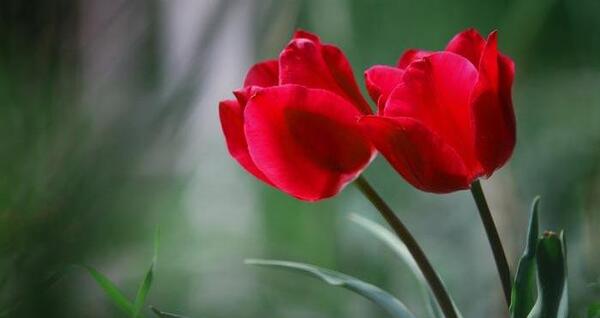 عکس طبیعت با گل