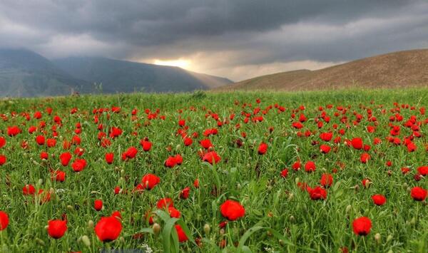 عکس طبیعت با گل