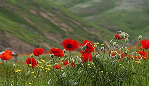 عکس های طبیعت وحشی