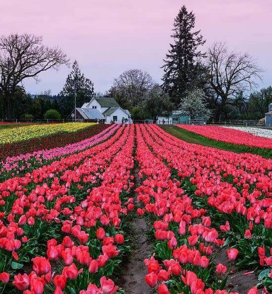 عکس خاص هنری طبیعت