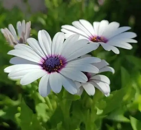عکس طبیعت و گل و گیاه