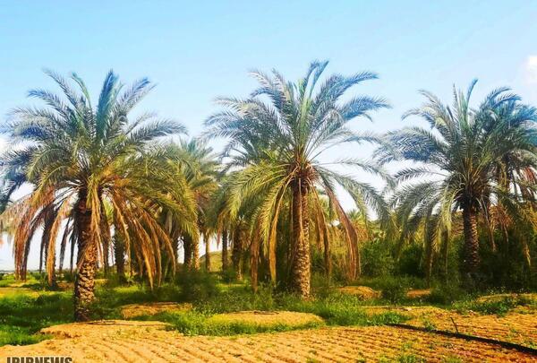 عکس طبیعت لارستان